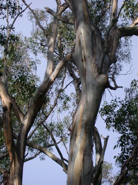Gum Tree